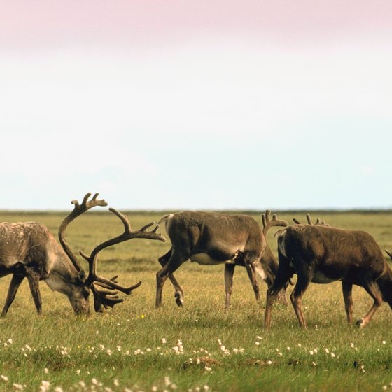 Caribou -- also called reindeer -- run in herds of hundreds of thousands near Kiana.