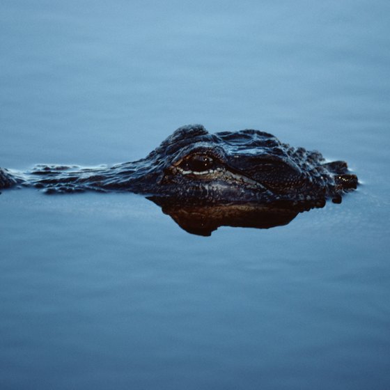 Alligators are frequently seen during riverboat cruises near Ocala, Florida.