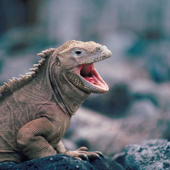 Inquisitive children will delight in the wildlife of the Galapagos Islands.