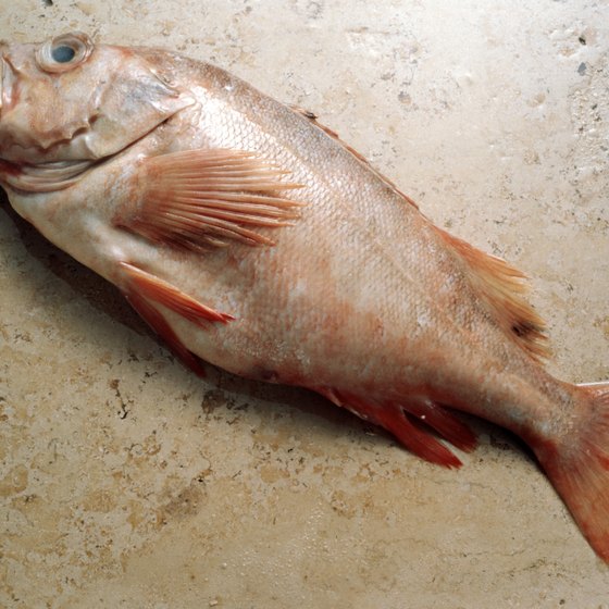 Redfish is one of several types of fish you might spot while snorkeling near Port Lavaca.