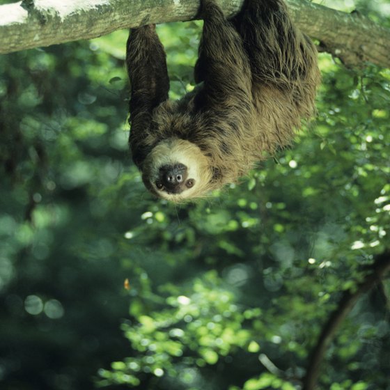 Spot sloths in the rain forest on a day trip from Puerto Limon, Costa Rica.