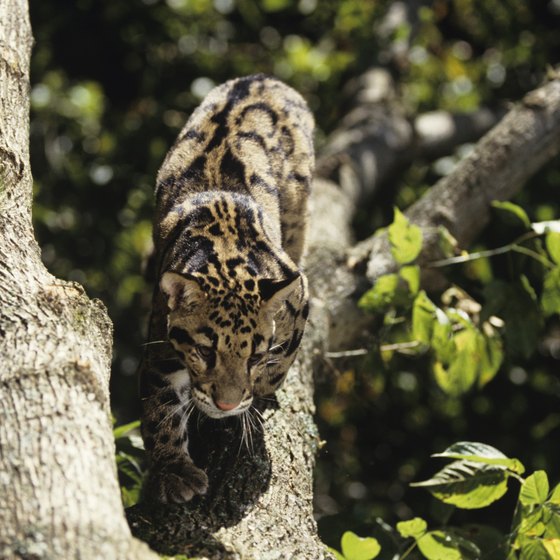 The clouded leopard lives in Malaysia's rain forests.