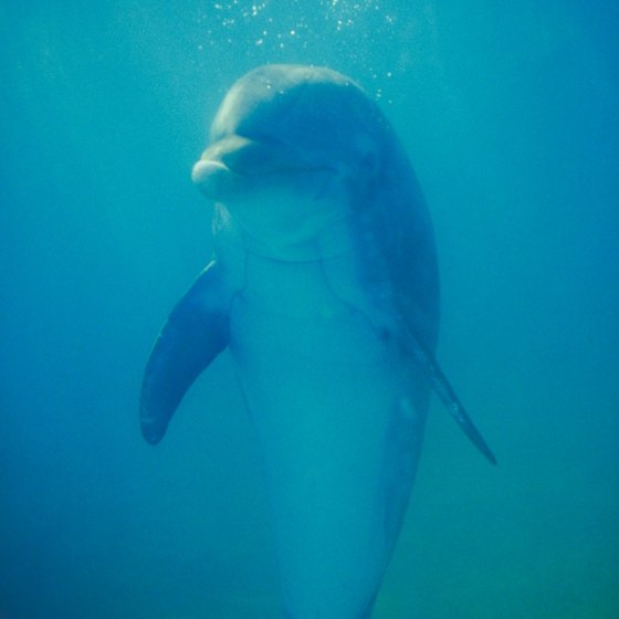 Some of Florida's marine parks offer the opportunity to wade or swim with dolphins.