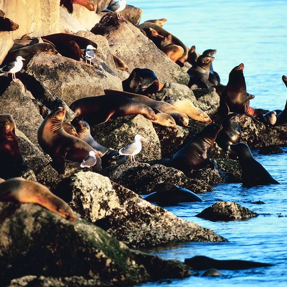 Some of the noisier residents of Monterey Bay