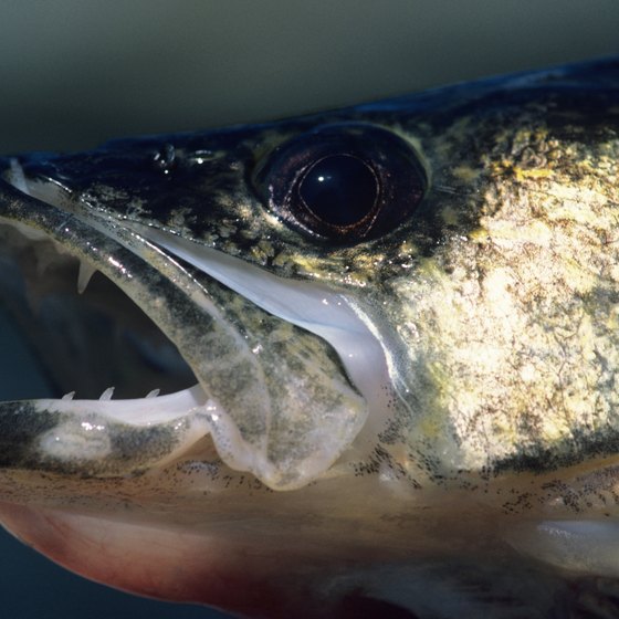 Walleye are among the most sought-after game fish at Wolfe Lake.