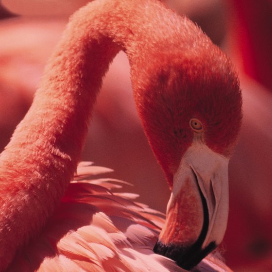 Watch flamingos in their natural habitat on your visit to the Florida Everglades.