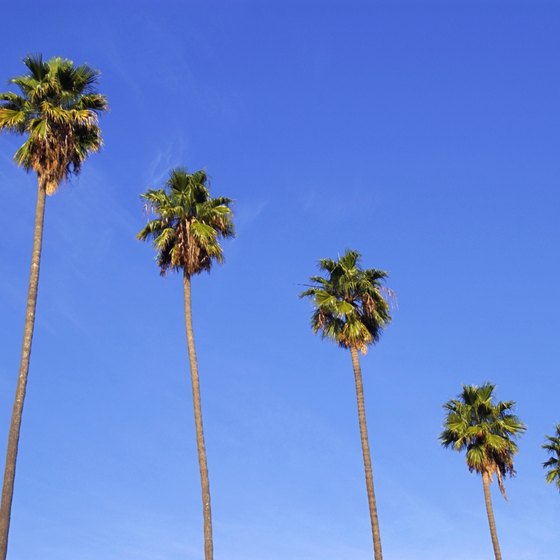 Head to the sunny skies of Los Angeles.