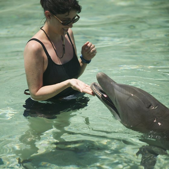 Enjoy an encounter with dolphins.