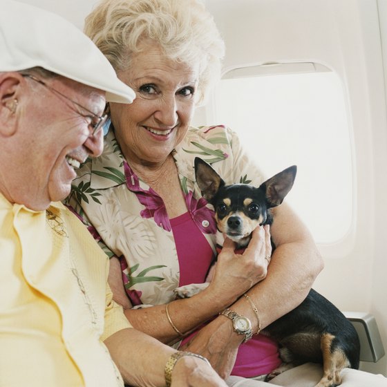 Smaller dogs can travel inside a plane cabin.