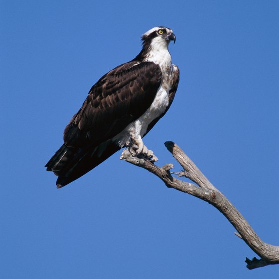 Osprey are among some the 175 bird species on Fripp Island, S.C.
