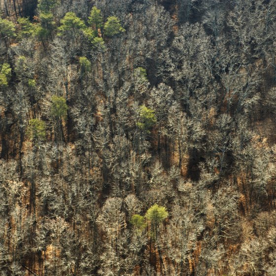 Enjoy a hike through one of Kentucky's amazing forests.