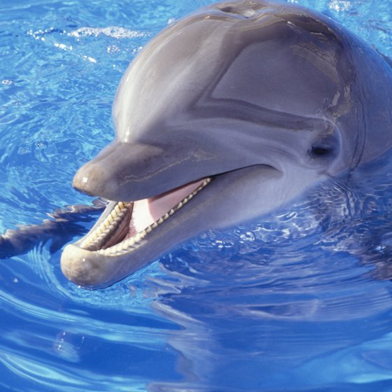 Dolphins are curious and playful.