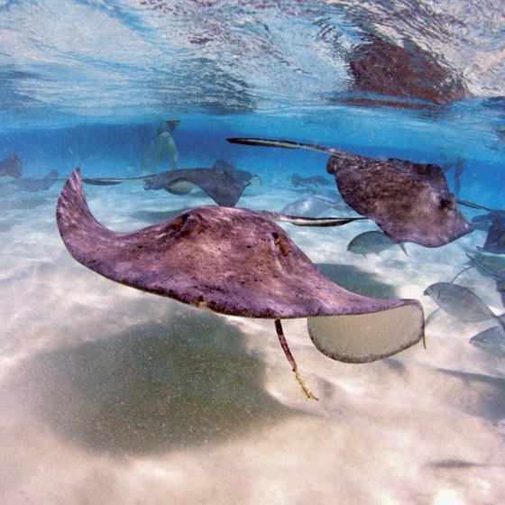 Grand Cayman tours include activities like snorkeling with stingrays.
