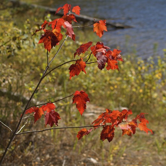 Lost Land Lake, situated within Chequamegon National Forest, produces a variety of sport fish.