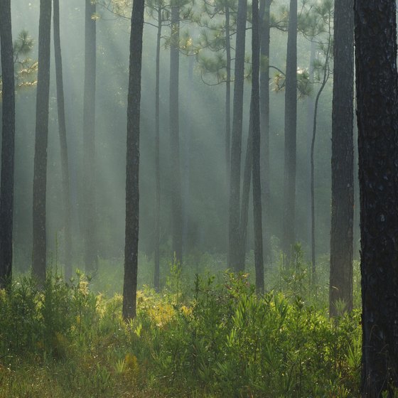 Densely wooded trails await exploration in northwest Alabama.