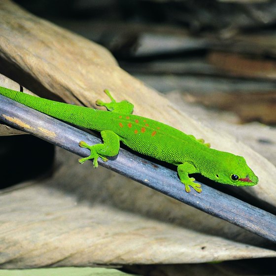 The day gecko is among the creatures found on the island of Madagascar