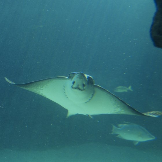 You may spot a ray while snorkeling off of Cat Island.