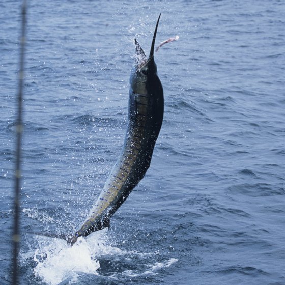 Many species of game fish, including sailfish, can be caught in the waters off Cabo San Lucas.