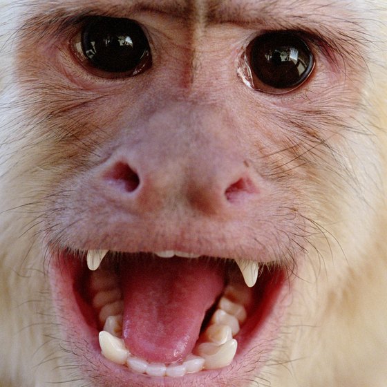 You might spot a white-faced capuchin monkey on your tour (although not this close).