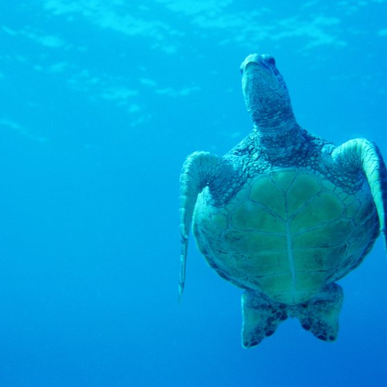 Sea turtles are a common sight in Kailua Bay.