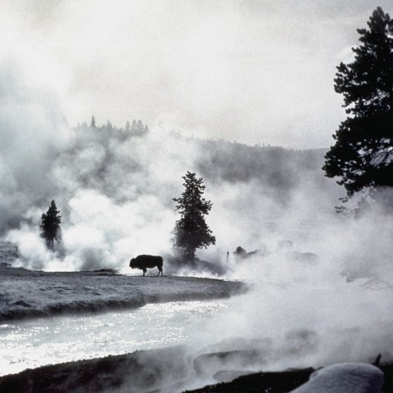 Steam, snow and buffalo characterize Yellowstone's winter scenery.