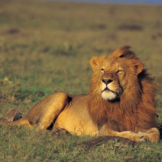 Lions are rare in Nigeria but can be seen in a few of its national parks.