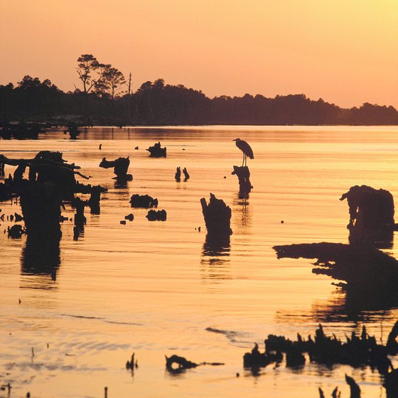 Wetlands are found along Alabama's Gulf Coastal Plain.