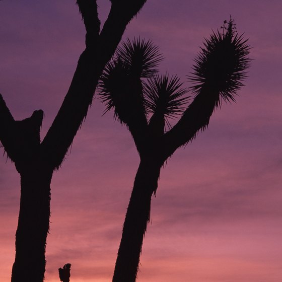 Some tours include visits to see the twisted trees in Joshua Tree National Park.