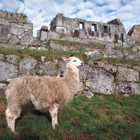You may even find a wild llama to escort you around Machu Picchu.