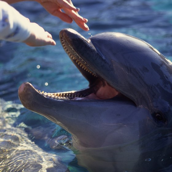 Instructors will guide you during your interaction with the dolphins.