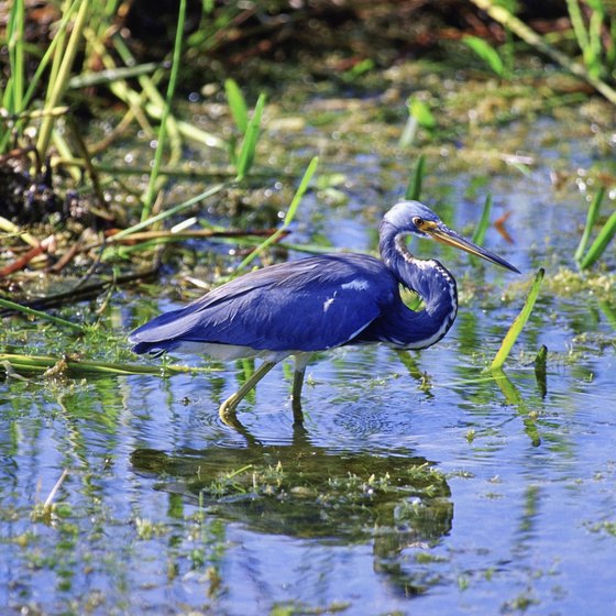 Plants and Animals in the Louisiana Wetlands