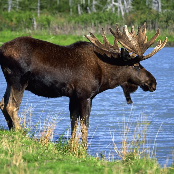 You can see moose in Maine.