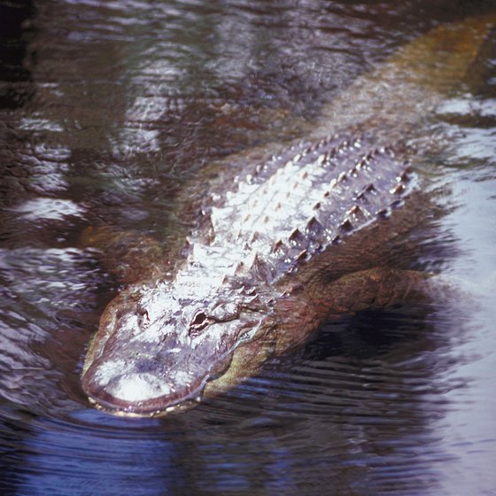 Alligators are among the wildlife you might see on a Mobile Bay tour.