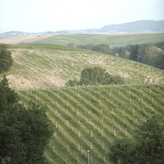 Walk, bike ride, or motor your way through Italy's wine regions.