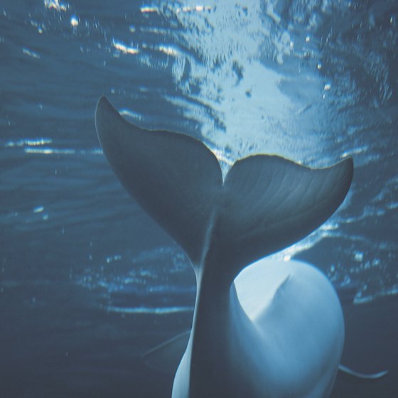 Wetland animals and beluga whales all share space at the New York Aquarium.