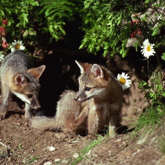 Gray fox are likely spotted when taking a nature walk through Corolla, North Carolina.