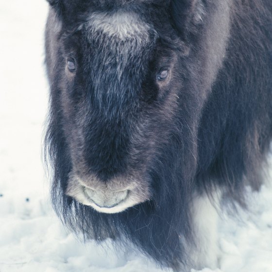 The Sondre Stromfjord area has Greenland's largest musk ox population.