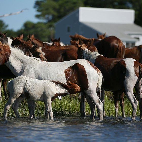 The Chincoteague ponies are an attraction for visitors to Virginia's Eastern Shore.