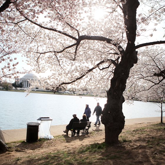 The Cherry Blossom Festival makes Washington a popular destination each April.