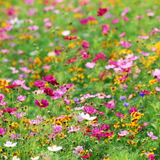 The hiking trails around Alta are popular for their high mountain wildflower meadows in summer.