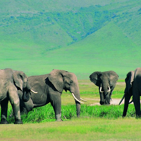 Go on safari in one of Tanzania's national wildlife parks.