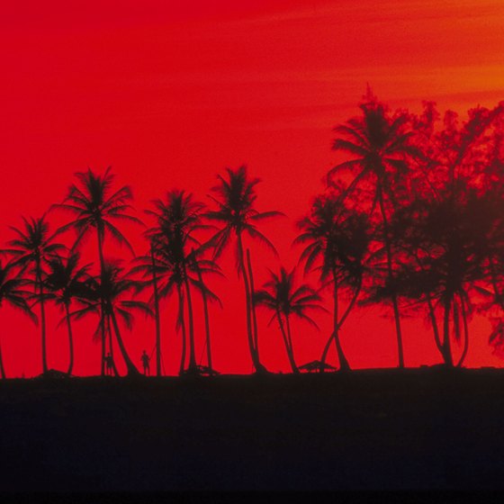 Palm trees are silhouetted against a blood red Bahamian sunset.
