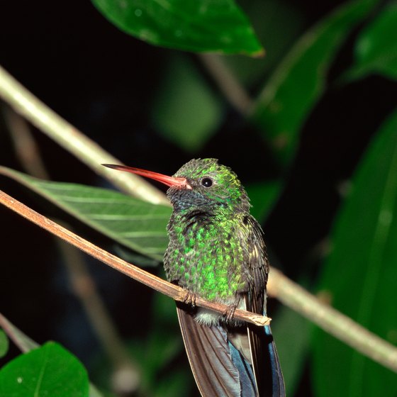 Hummingbirds and hundreds of other species can be found in this subtropical area.