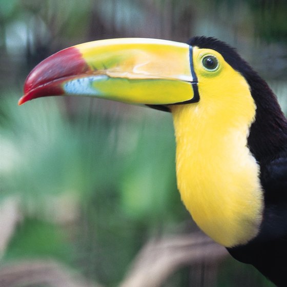 Many travelers come to Belize for birdwatching; a hostel makes the trip more affordable.
