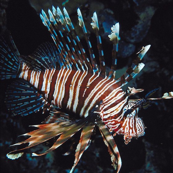 The waters off Padangbai's coast are home to dramatic lionfish.