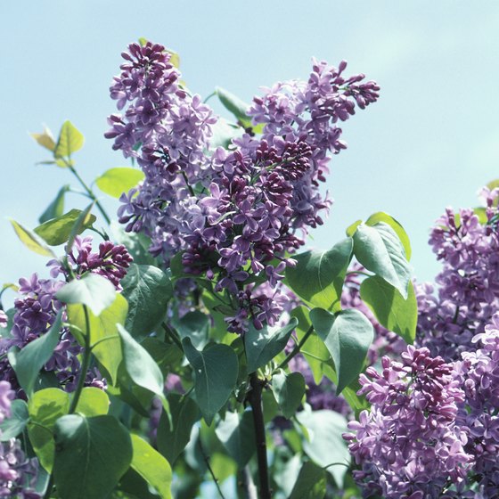 Fragrant lilacs are in full bloom in June for the Mackinac Island Lilac Festival.