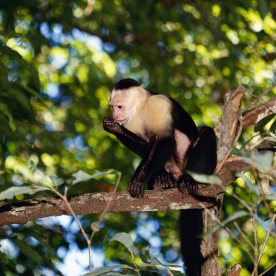 The area around Quepos, Costa Rica, teems with wildlife.