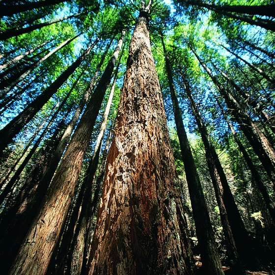 Explore the California redwoods at most state parks near Fort Bragg.
