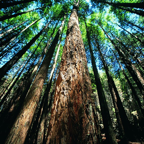 Sequoia National Forest is a great destination year round.