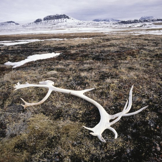 Caribou antler on tundra, Baffin Island, Canada.